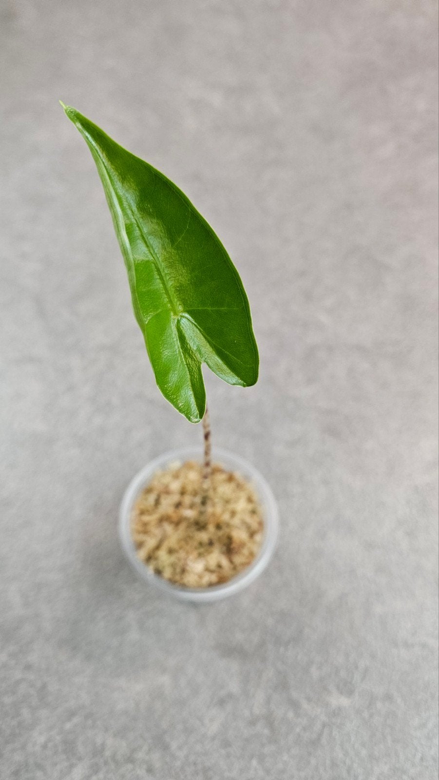 Alocasia Zebrina, Ophalen of Verzenden, Halfschaduw, Minder dan 100 cm