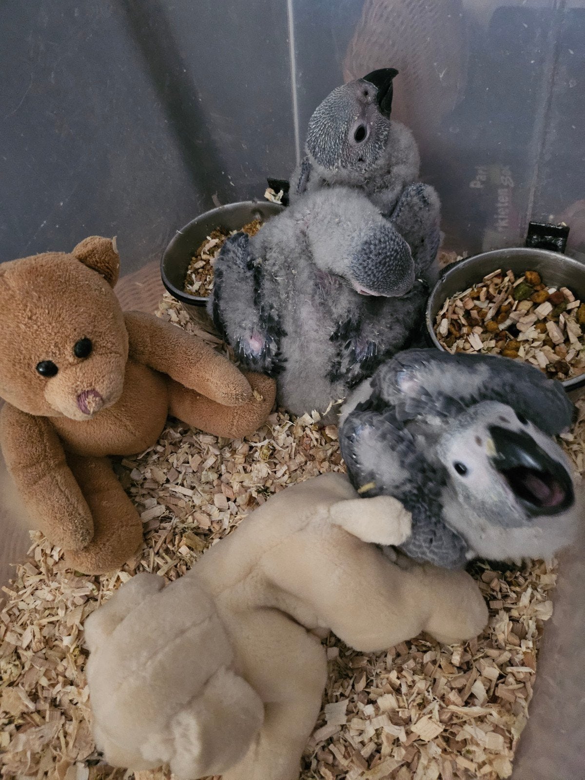 jonge grijze roodstaarten, Meerdere dieren, Parkiet, Geringd