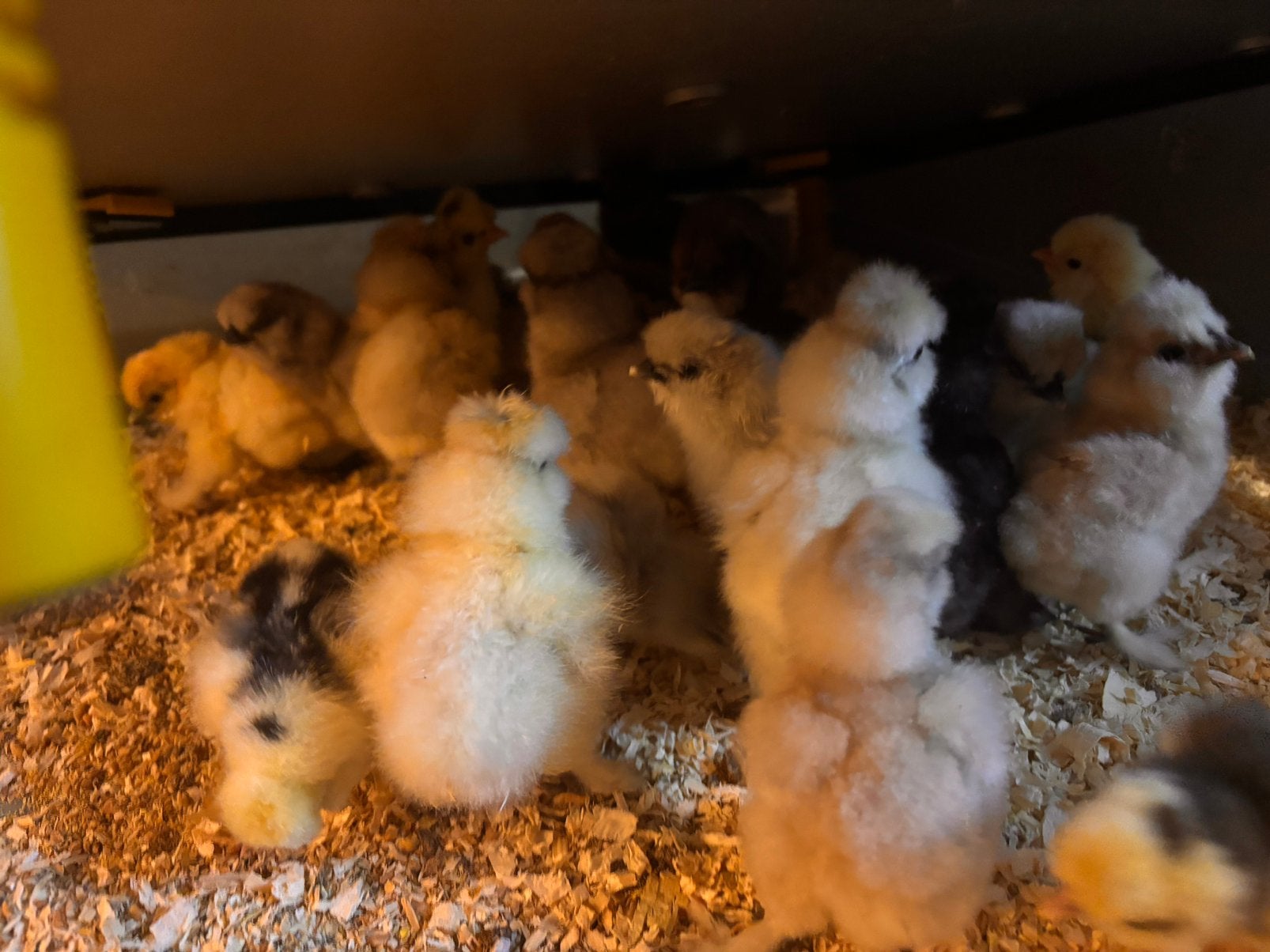Kuikens usa  zijdehoen geboren 5 juni 10€., Geslacht onbekend, Kip