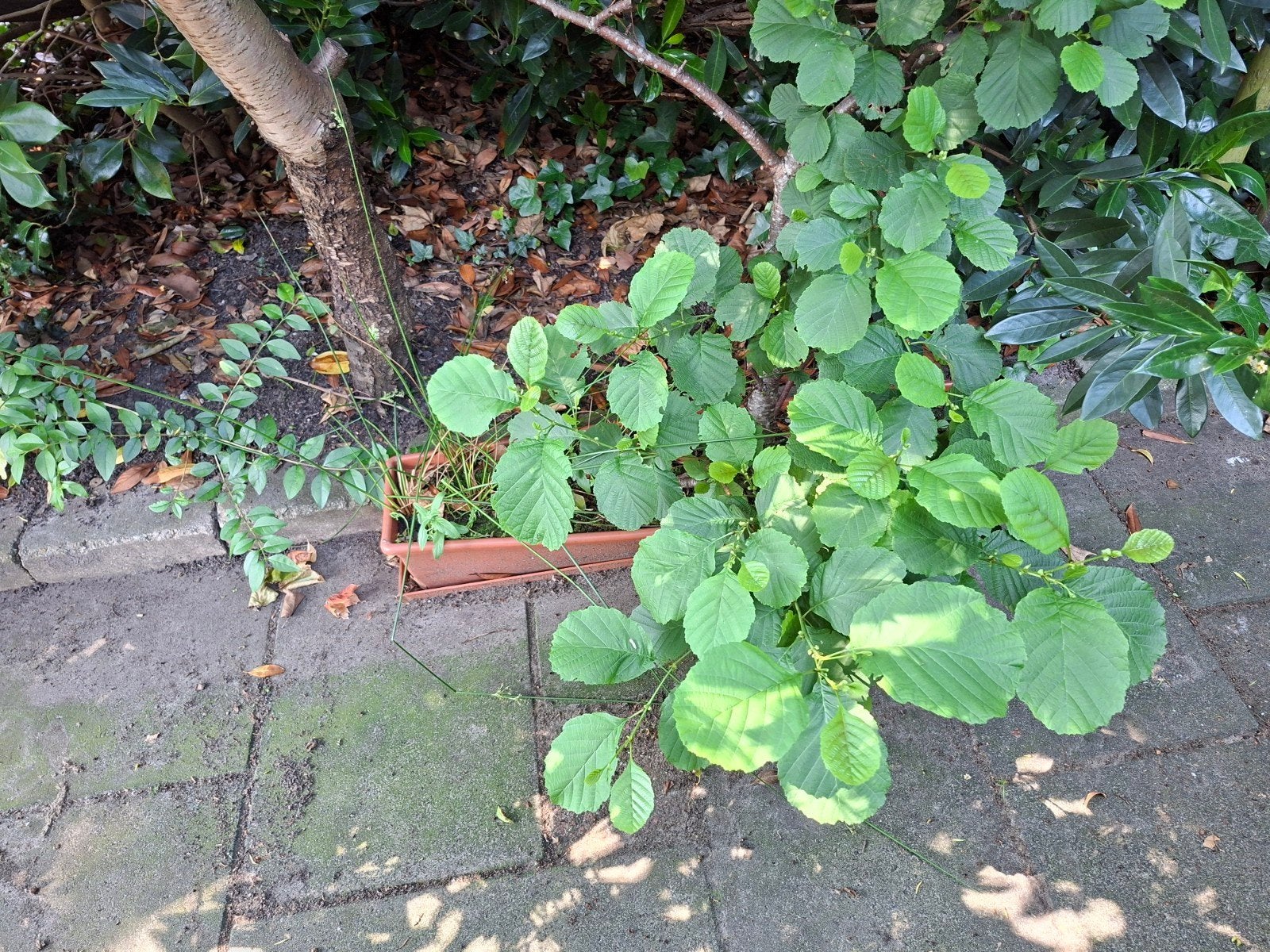 Oude Bonsai ELS in bak, Ophalen, Overige soorten, Halfschaduw