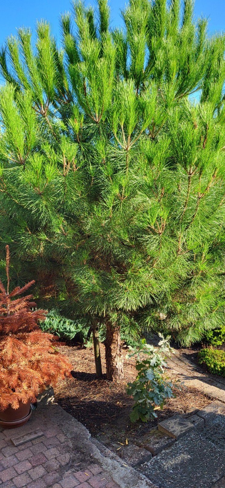 Naaldboom Pinus - 2m hoog en breed, 4 jaar oud, Tuin en Terras, Overige soorten, Volle zon, Vaste plant, Ophalen of Verzenden