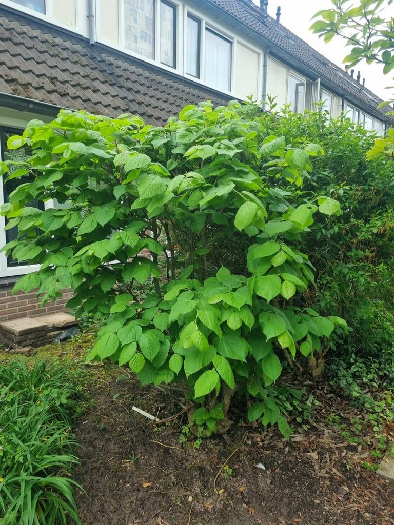 Zilverlinde boom - zelf uitgraven, Tuin en Terras, Planten | Bomen, Overige soorten, 250 tot 400 cm, Zomer, Ophalen