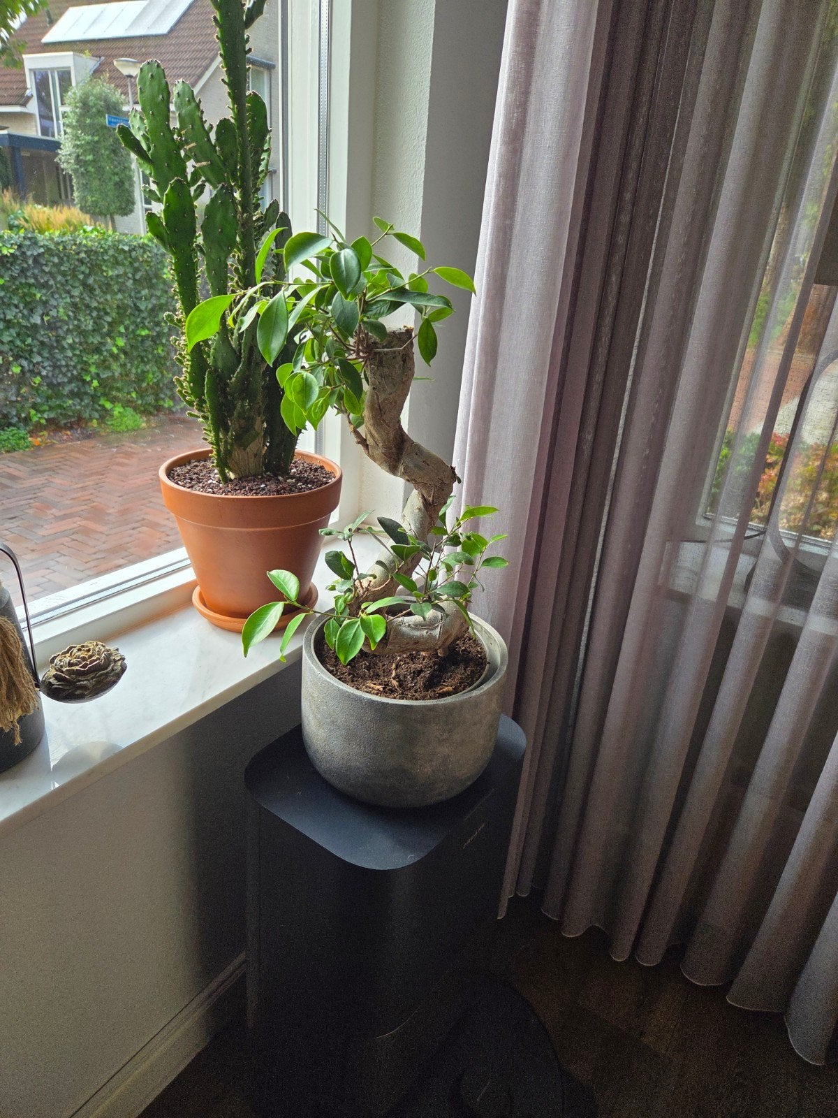 Bonsai Ficus, Ophalen, Halfschaduw, In pot, Minder dan 100 cm
