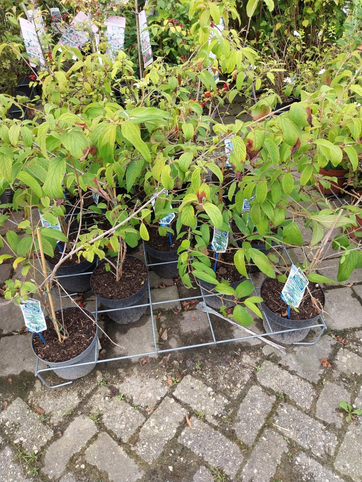 Viburnum plicatum 'Kilimanjaro' - Japanse Sneeuwbal, Vaste plant, Halfschaduw, Lente, Ophalen