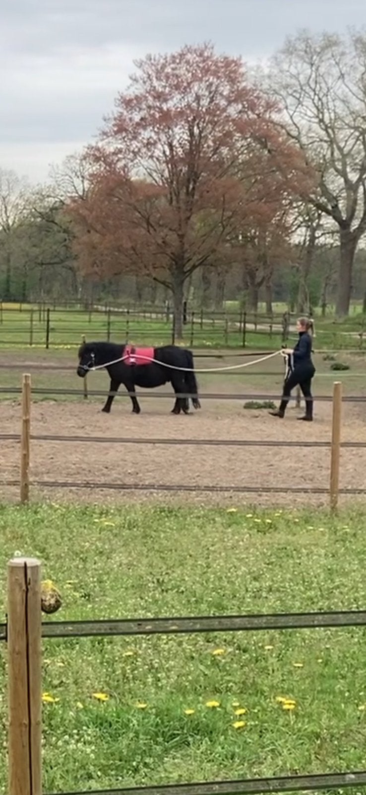 Gezocht: menner voor Shetlander, Ophalen