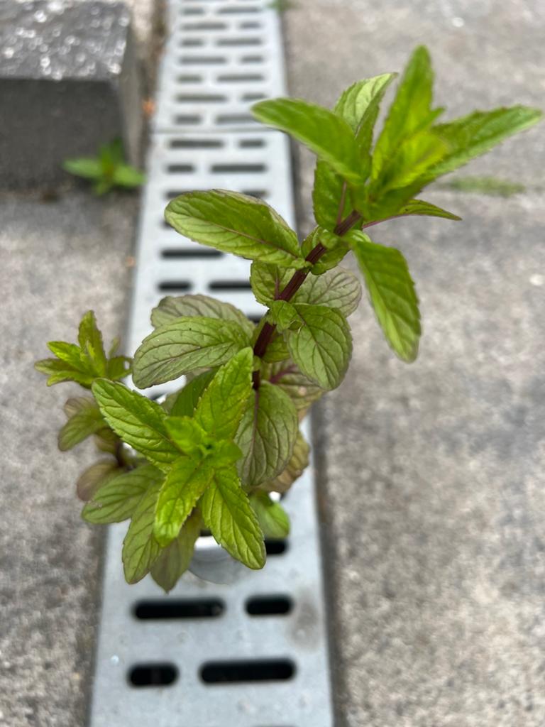 Munt plant, Tuin en Terras, Ophalen of Verzenden, Kruiden, Volle zon