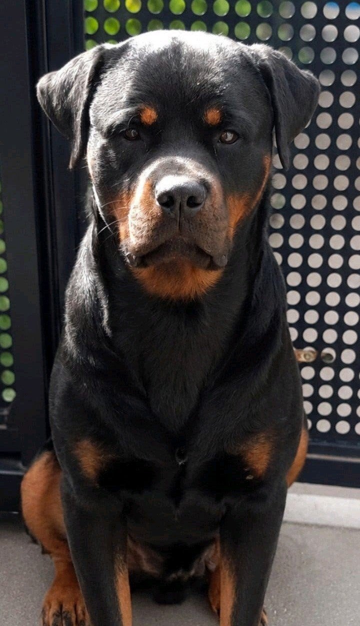 rottweiler dekreu, Dieren en Toebehoren, Eén hond, 3 tot 5 jaar, Nederland, Particulier