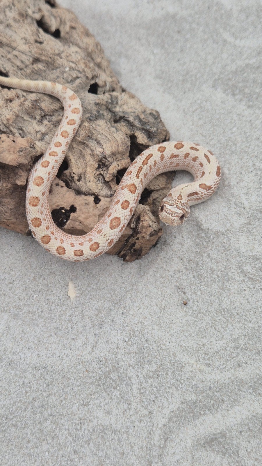 Haakneusslang toffeebelly Hognose Snake - unknown for sale from De Jong
