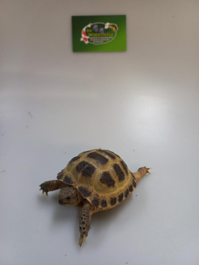 Russische vierteenschildpad, Dieren en Toebehoren