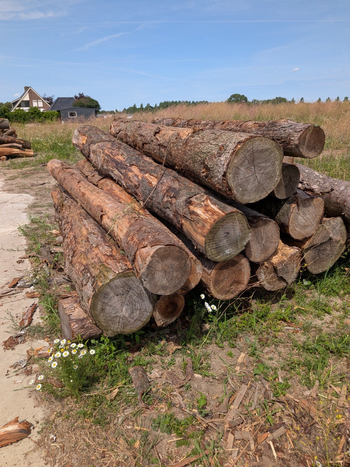 STAMHOUT EIK BEUK BERK DIVERSE KLEINE PARTIJEN OPHALEN, 3 tot 6 m³, Ophalen, Eikenhout, Stammen