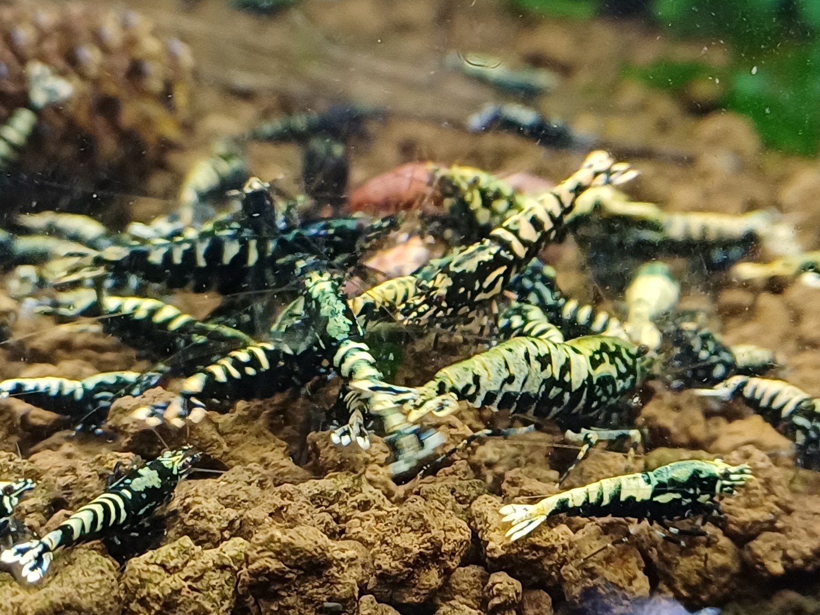 galaxy's boa/fisbone, Dieren en Toebehoren, Kreeft, Krab of Garnaal