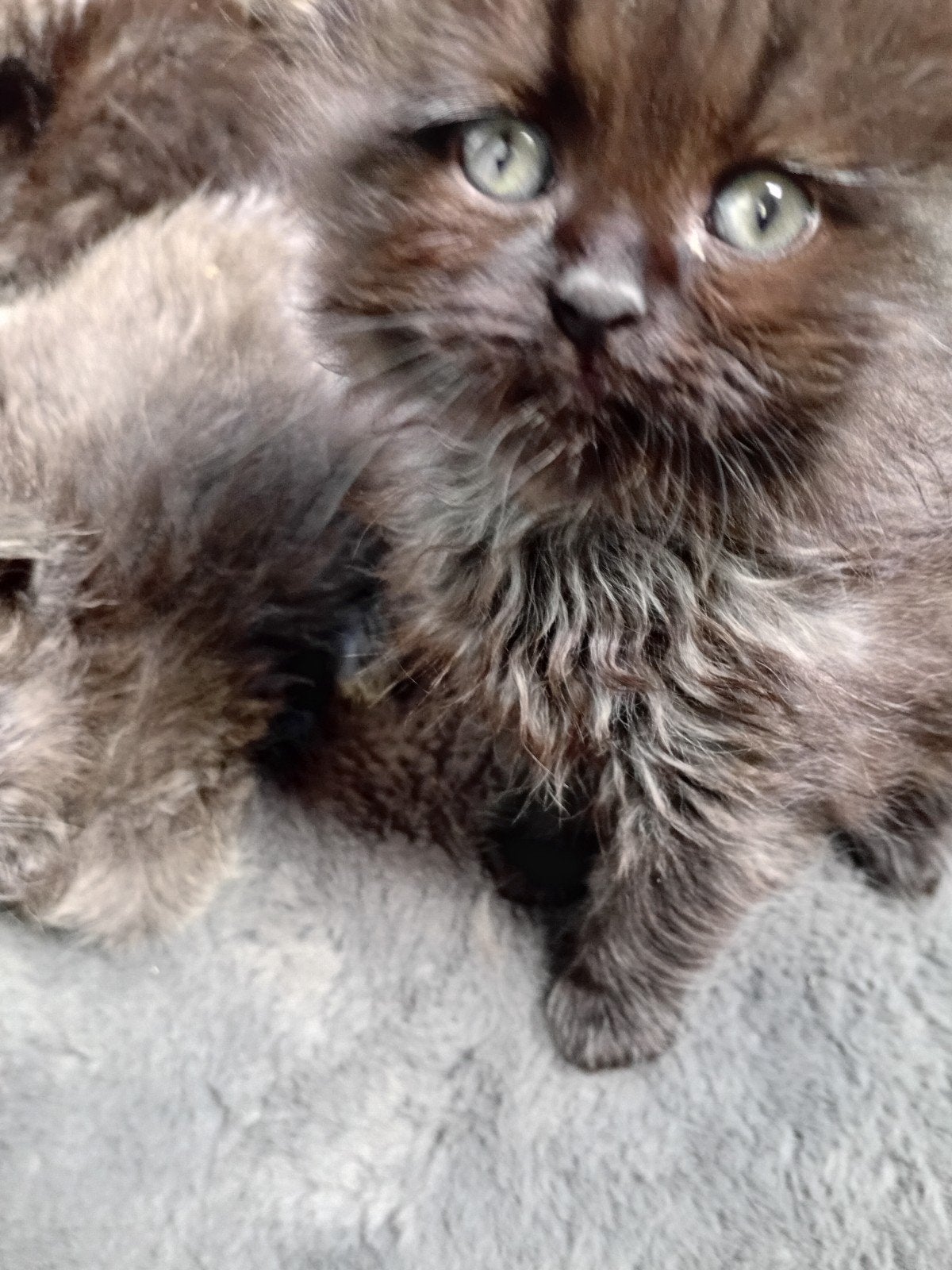 Prachtige langharige kittens, Meerdere dieren