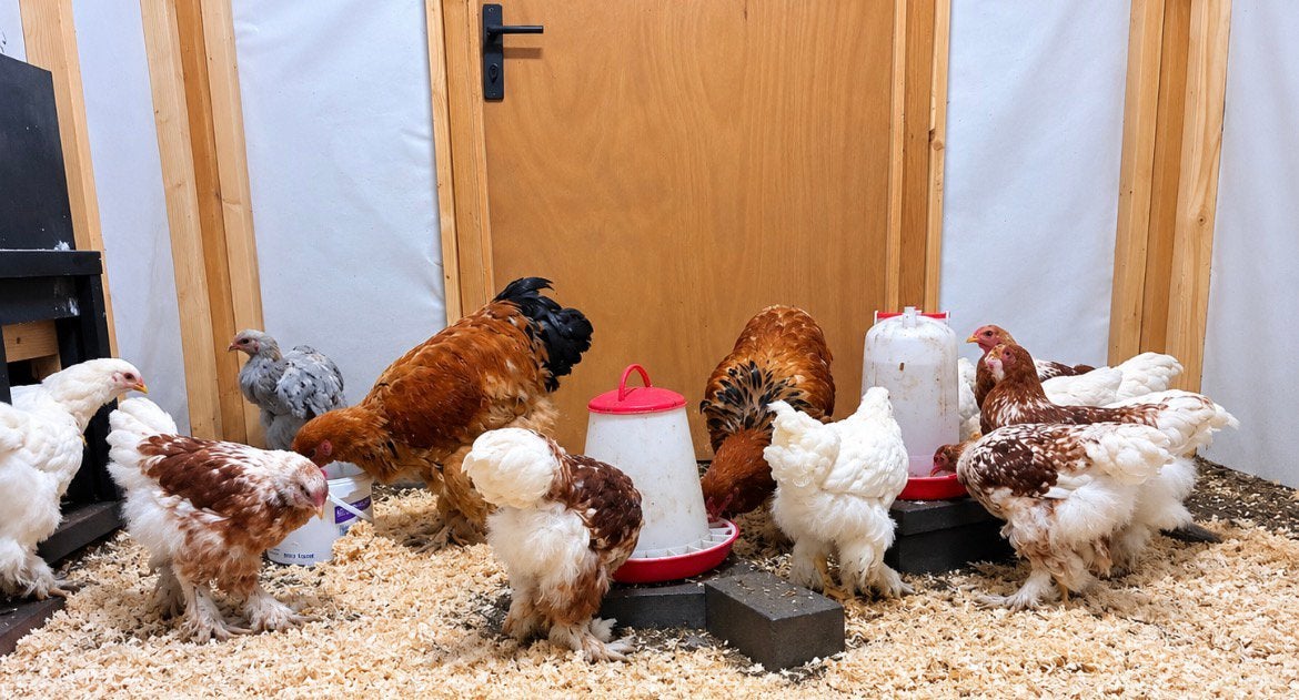 Brahma hennen en hanen, Meerdere dieren, Kip