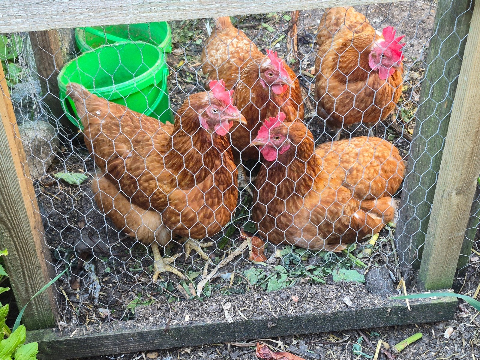 4 gratis kippen, Vrouwelijk, Kip
