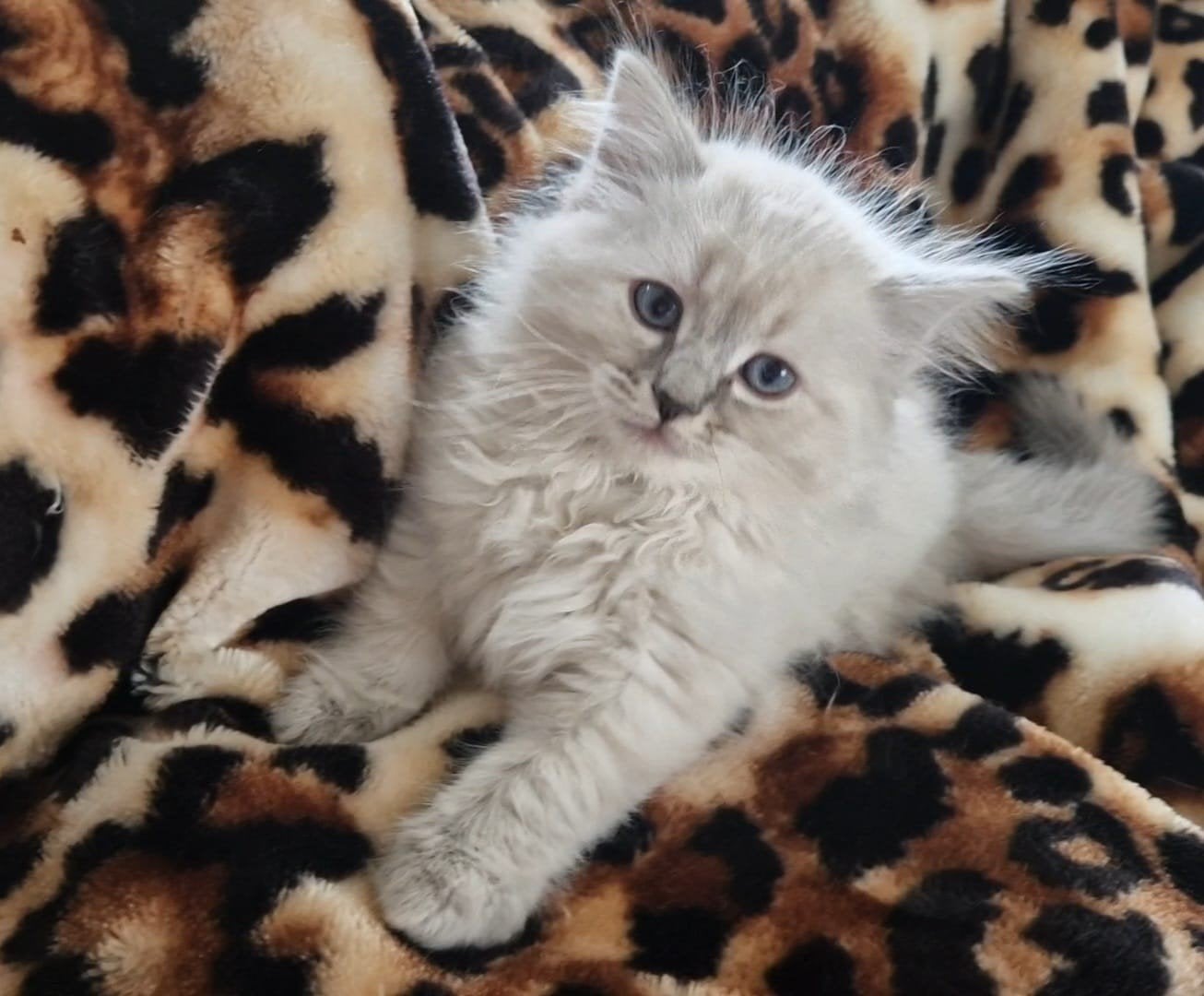 Ragdoll x maincoon laatste poes!, Meerdere dieren, Ontwormd, 0 tot 2 jaar