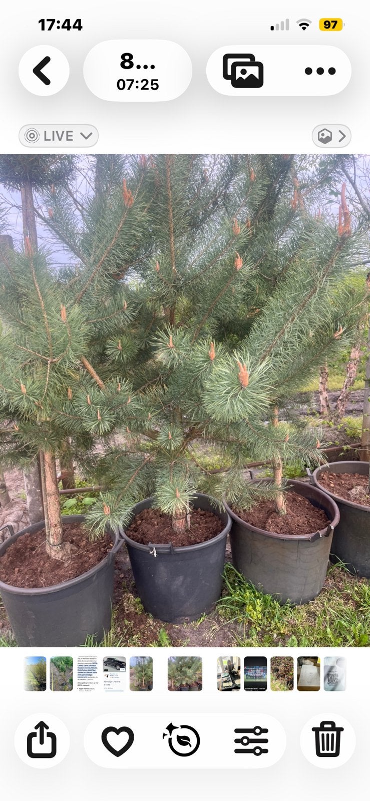 Pinus sylvestris 12-14 cm in pot €135, Ophalen, Overige soorten, Volle zon