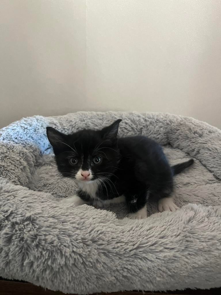 Prachtig katertje, Kater