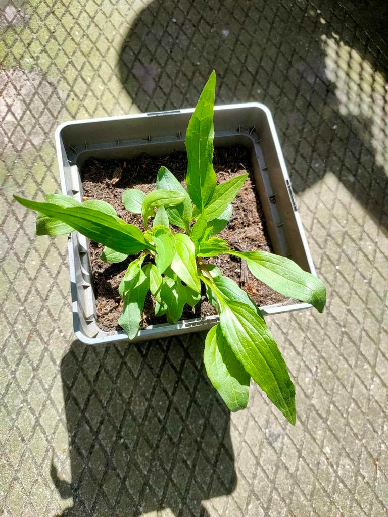 Roze Echinacea Zonnehoed, Ophalen, Overige soorten, Volle zon