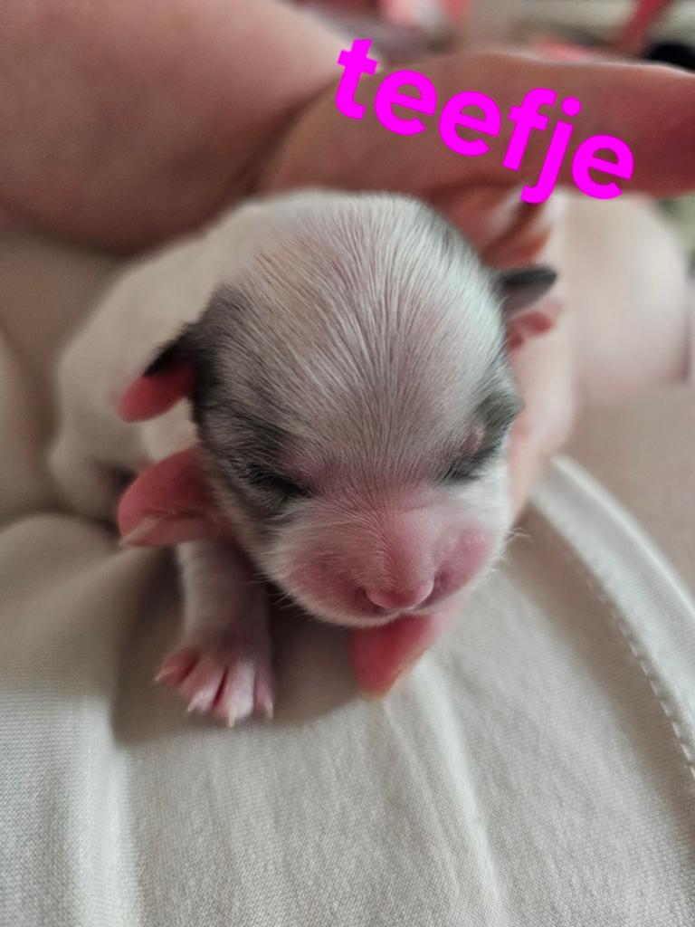 Boomer pups, 8 tot 15 weken, Meerdere, Meerdere dieren, Klein