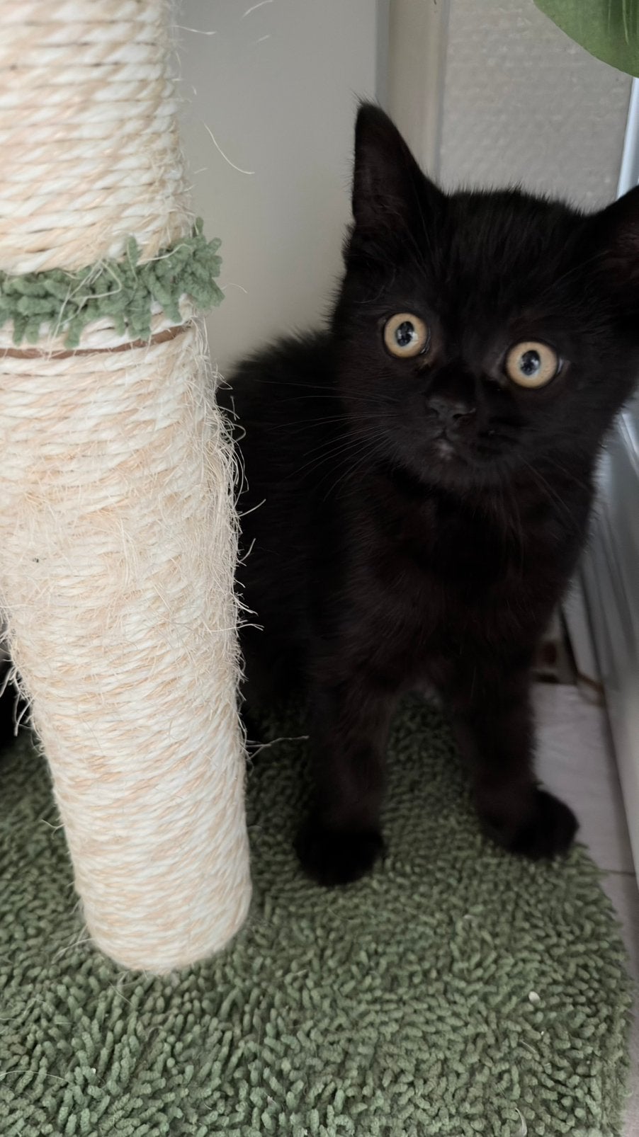 450, Dieren en Toebehoren, Katten en Kittens | Raskatten | Korthaar, Poes