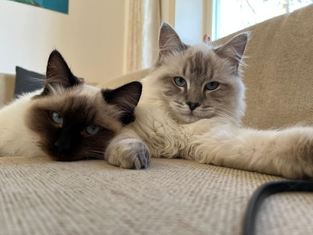 Ragdoll broertjes, Dieren en Toebehoren, Katten en Kittens | Raskatten | Langhaar, Kater, Ontwormd, 0 tot 2 jaar