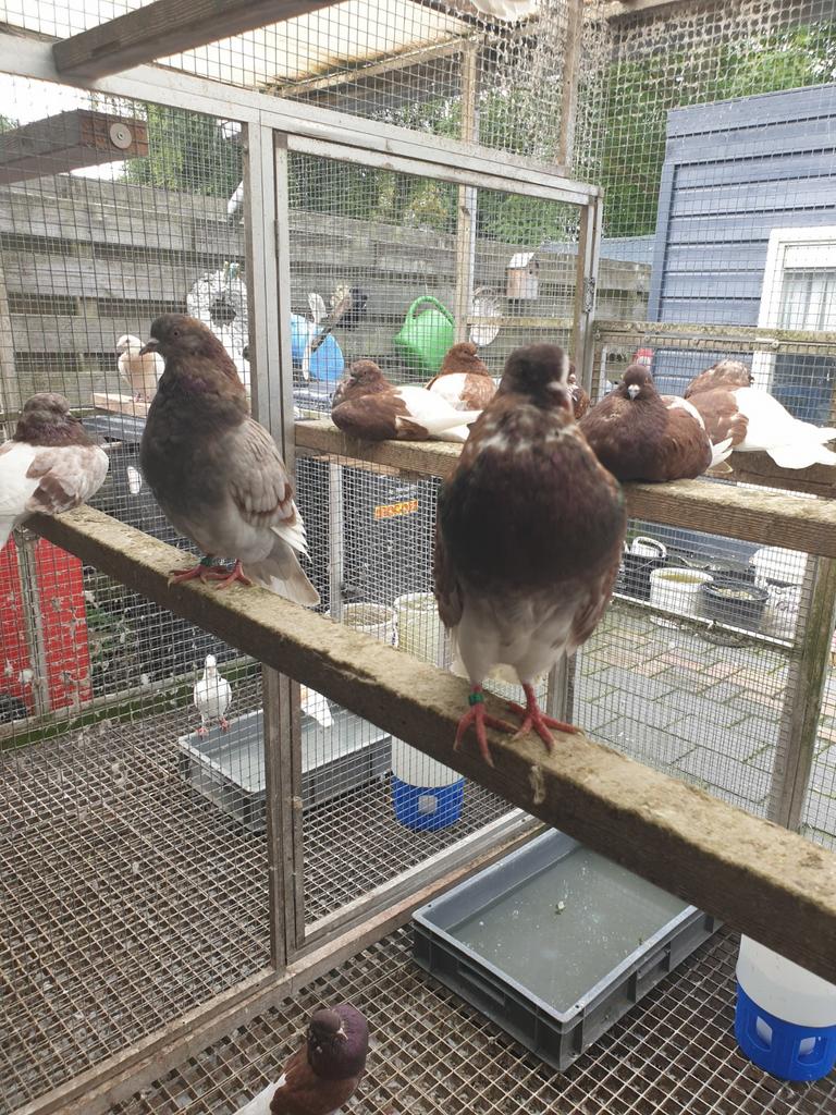 Gelderse slenken te koop, Meerdere dieren