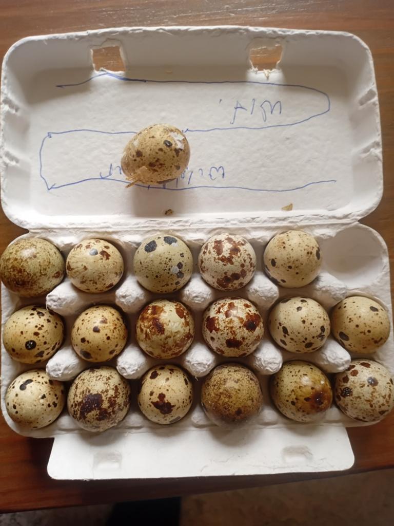 Kwartel broedeieren, Dieren en Toebehoren, Pluimvee, Geslacht onbekend, Overige soorten