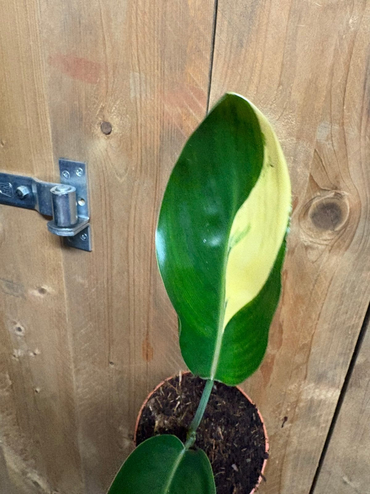 Strelitzia reginae plant variegata albo cream creme, Ophalen of Verzenden, Halfschaduw, Minder dan 100 cm