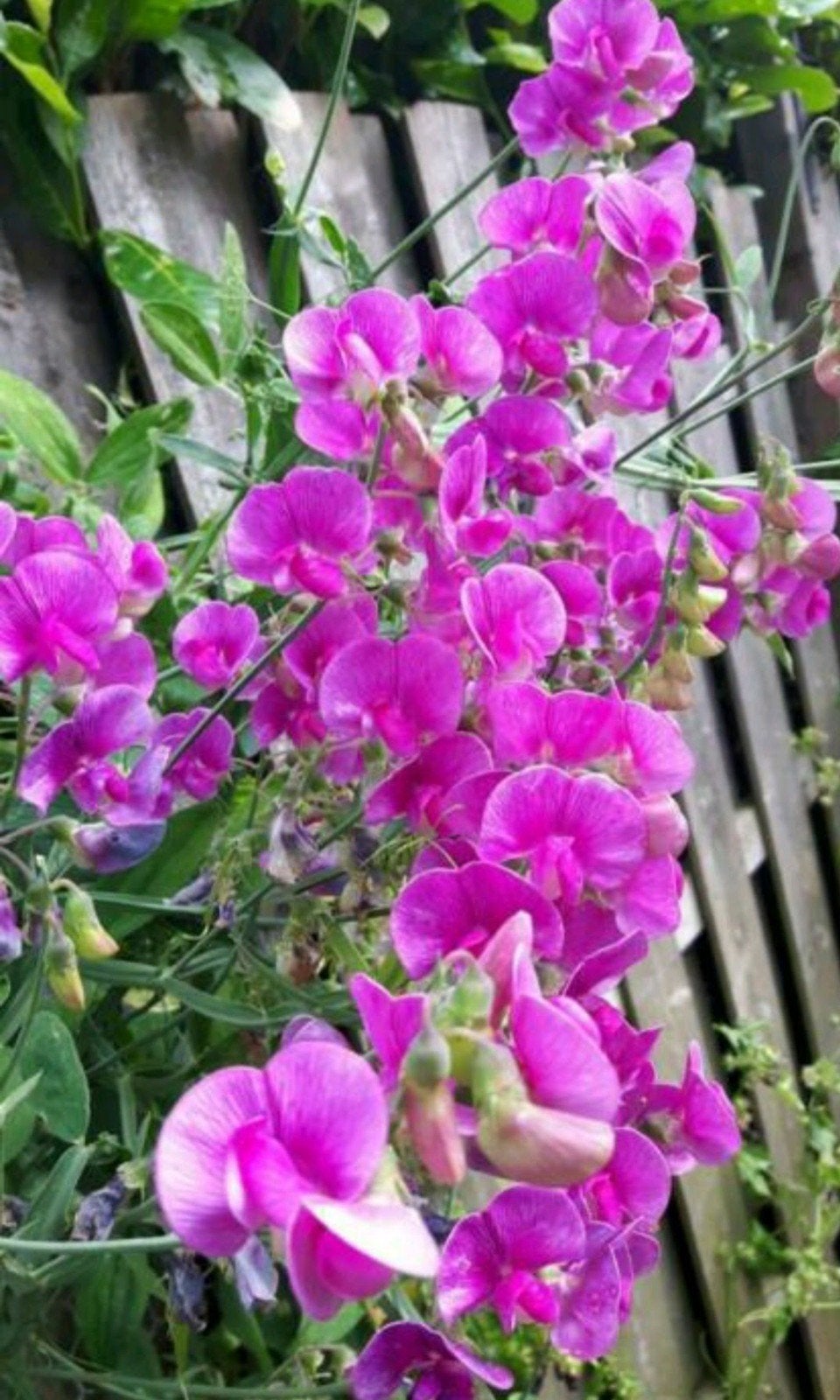 Knalroze Lathyrus Zaden - Winterhard!, Ophalen
