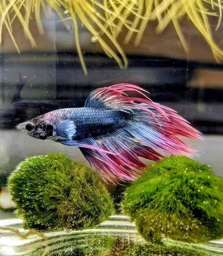Betta man Crowntail Thai Flag L, Dieren en Toebehoren, Vis, Zoetwatervis