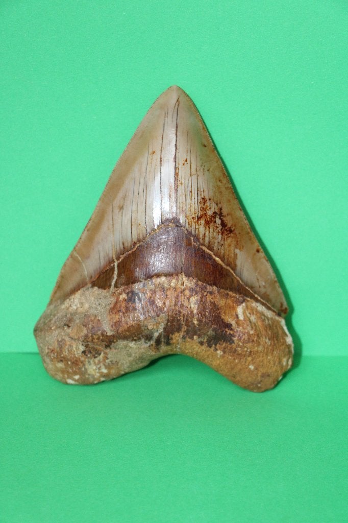 Megalodon, Ophalen of Verzenden, Fossiel