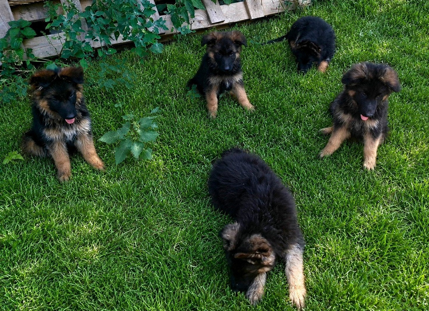 Puppy's Duitse herders, Parvo, België, Standaard, Particulier