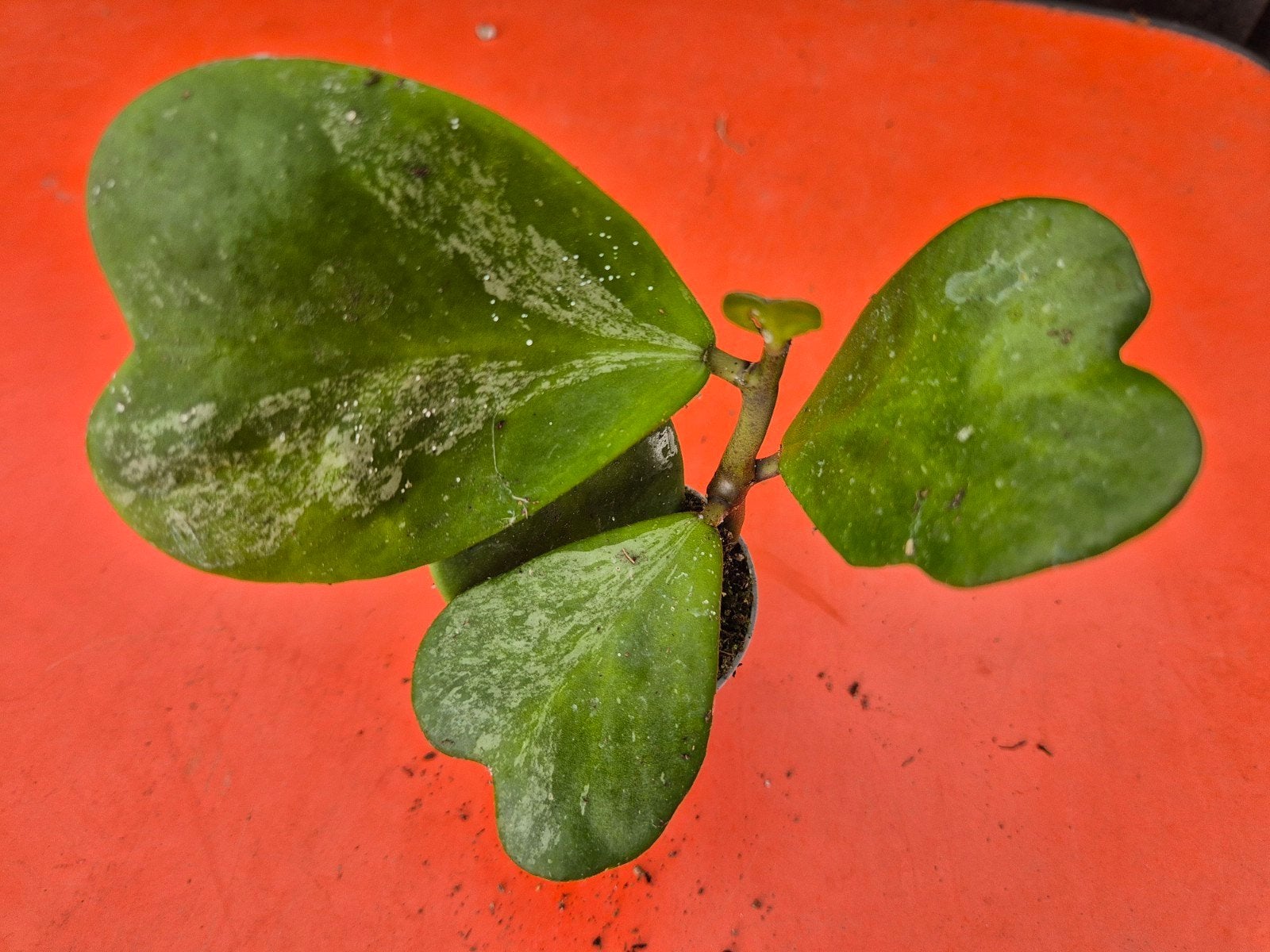 Hoya Kerrii Splash p6 (12)