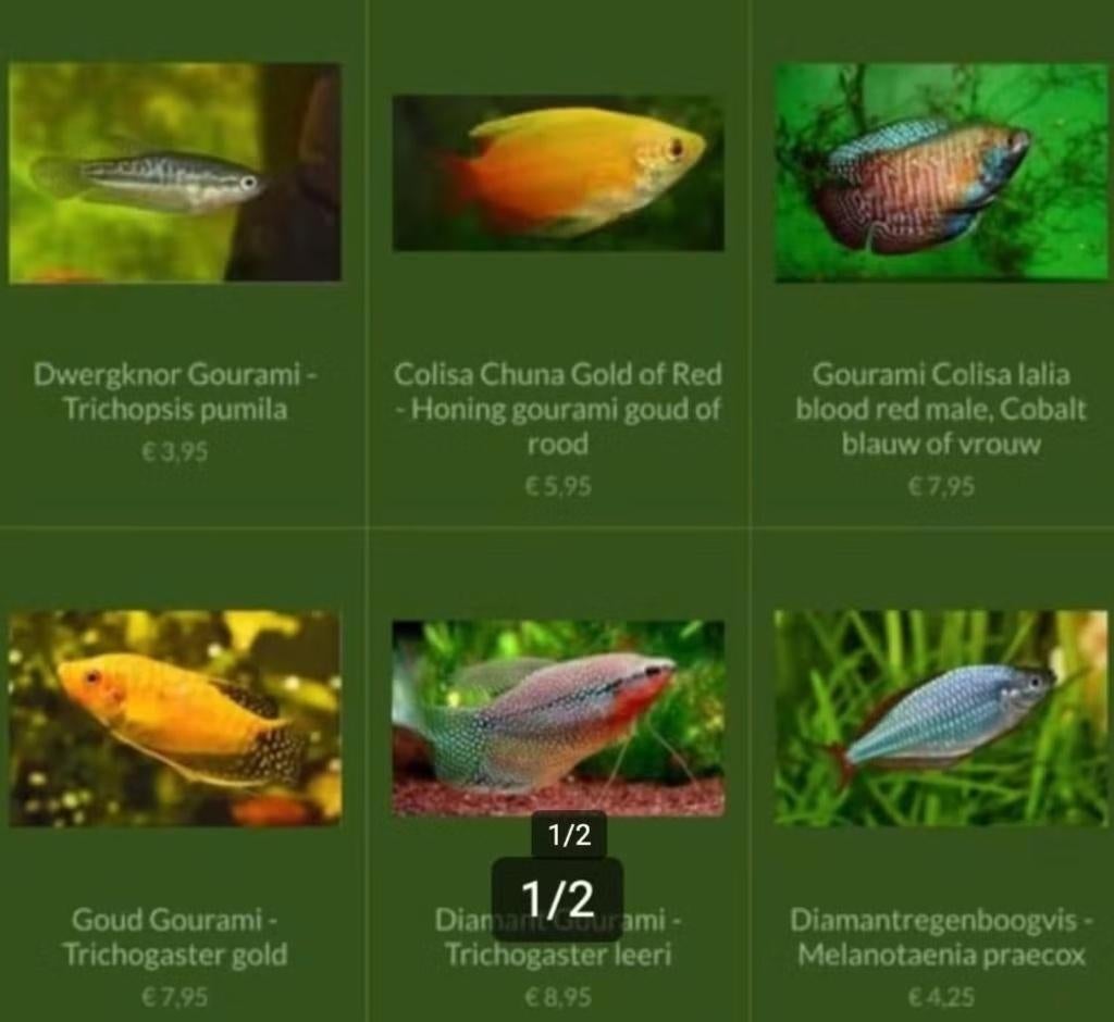 Diverse soorten Gourami vissen, Dieren en Toebehoren, Vissen | Aquariumvissen, Vis, Zoetwatervis