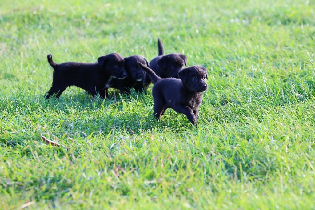 labrador pups /border collie pups /💝Boer Zoekt Vrouw, OPPAS, 8 tot 15 weken, Labrador retriever, Meerdere, Meerdere dieren