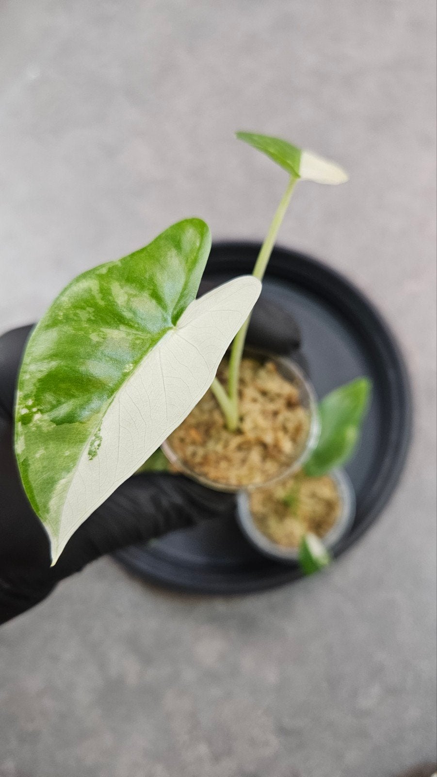Alocasia baby variegata pakket - aanbieding!, Ophalen of Verzenden, Halfschaduw, Minder dan 100 cm