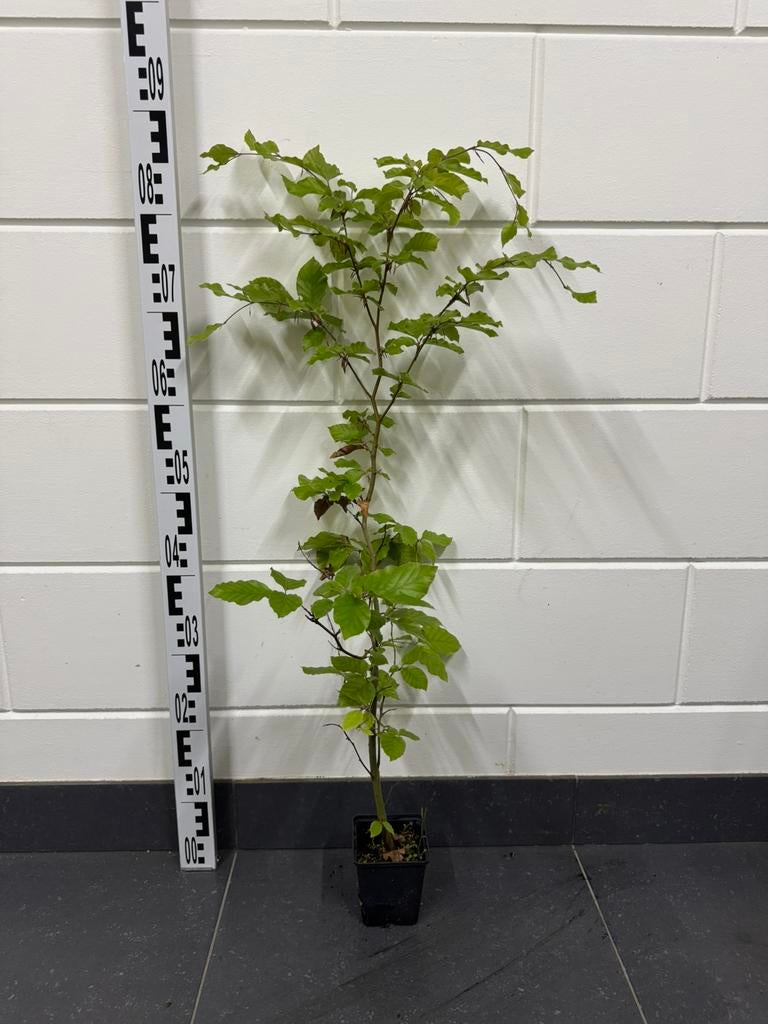 Fagus sylvatica (Beuk) 70cm, Tuin en Terras, Ophalen of Verzenden, Beukenhaag, Haag, Minder dan 100 cm