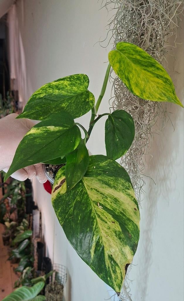Epipremnum hi-color, Huis en Inrichting, Kamerplanten, Ophalen of Verzenden, Volle zon, Minder dan 100 cm