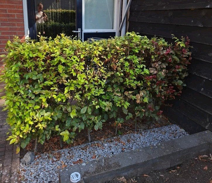 Beukenhaag 2x | MOET WEG, Ophalen, Beukenhaag, 100 tot 250 cm