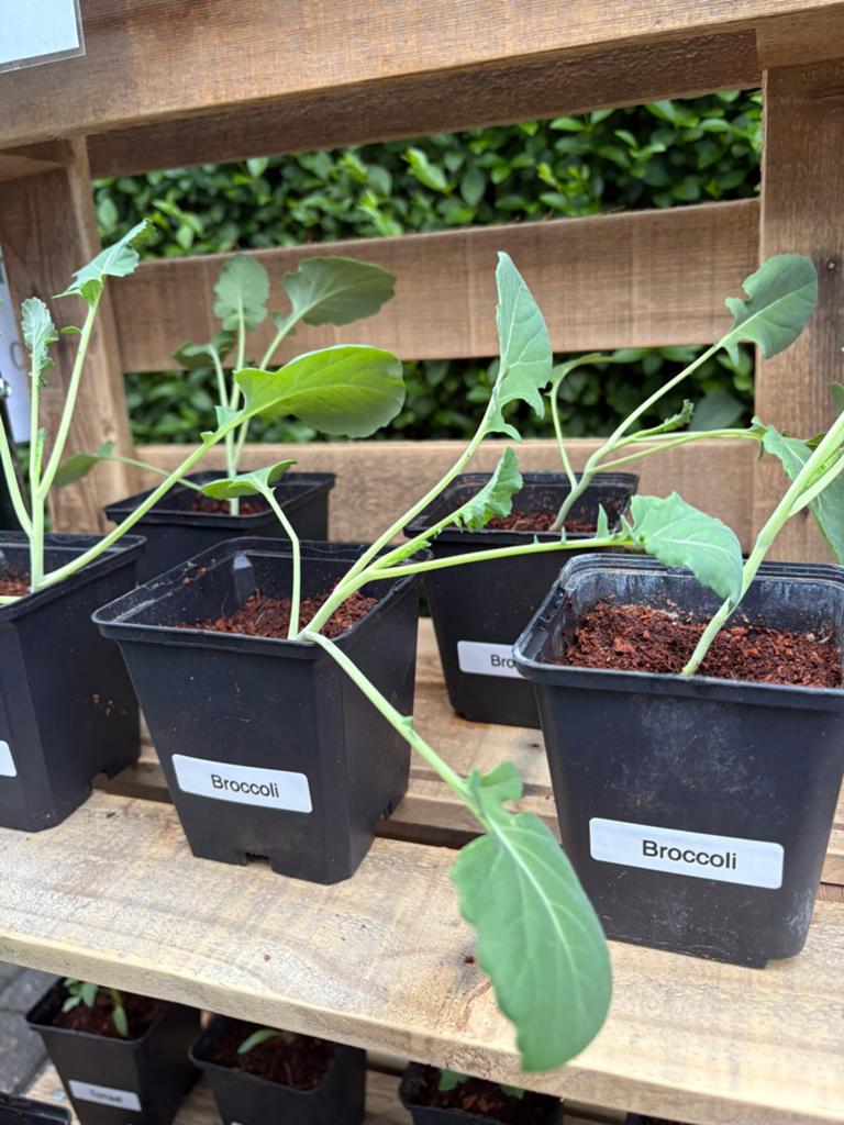 Bio broccoli plantjes, Tuin en Terras, Ophalen, Eenjarig, Overige soorten, Halfschaduw
