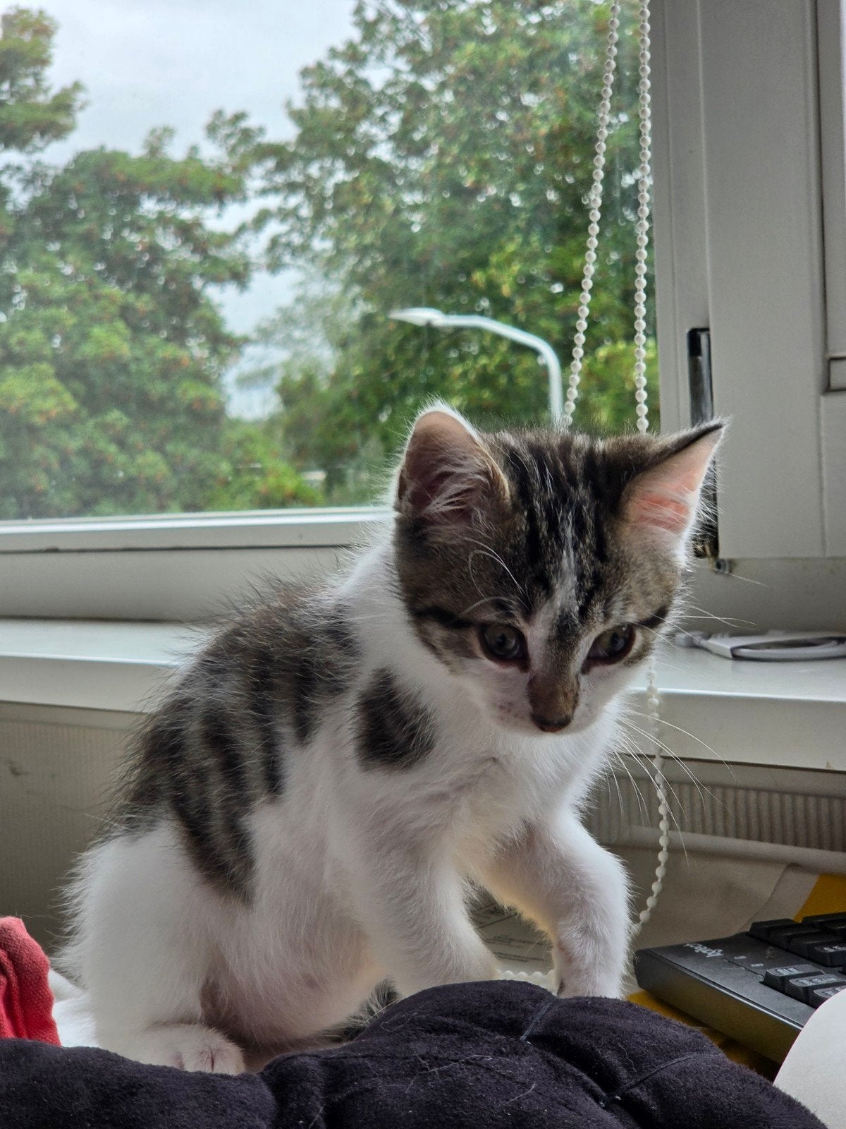 Katertje deels Noorse Boskat van 15 weken, Kater, 0 tot 2 jaar