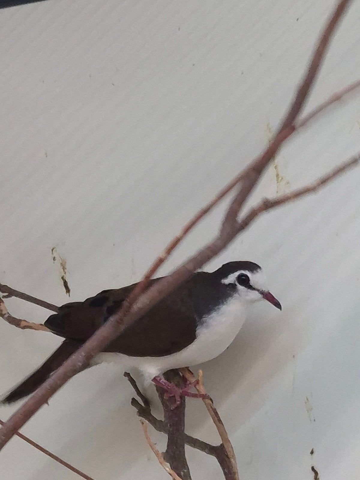 3-3 Tamboerijn duifjes, Dieren en Toebehoren, Meerdere dieren, Tropenvogel, Geringd