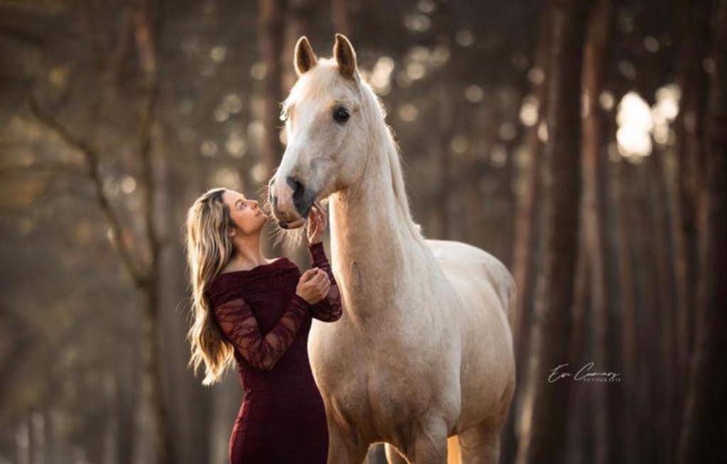 Lieve palomino zoekt nieuwe thuis, Met stamboom, Ruin, Dressuurpaard, L