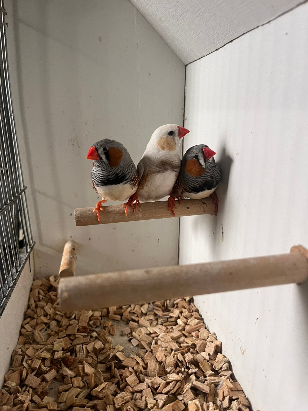 3 zebravink mannen, Dieren en Toebehoren, Mannelijk