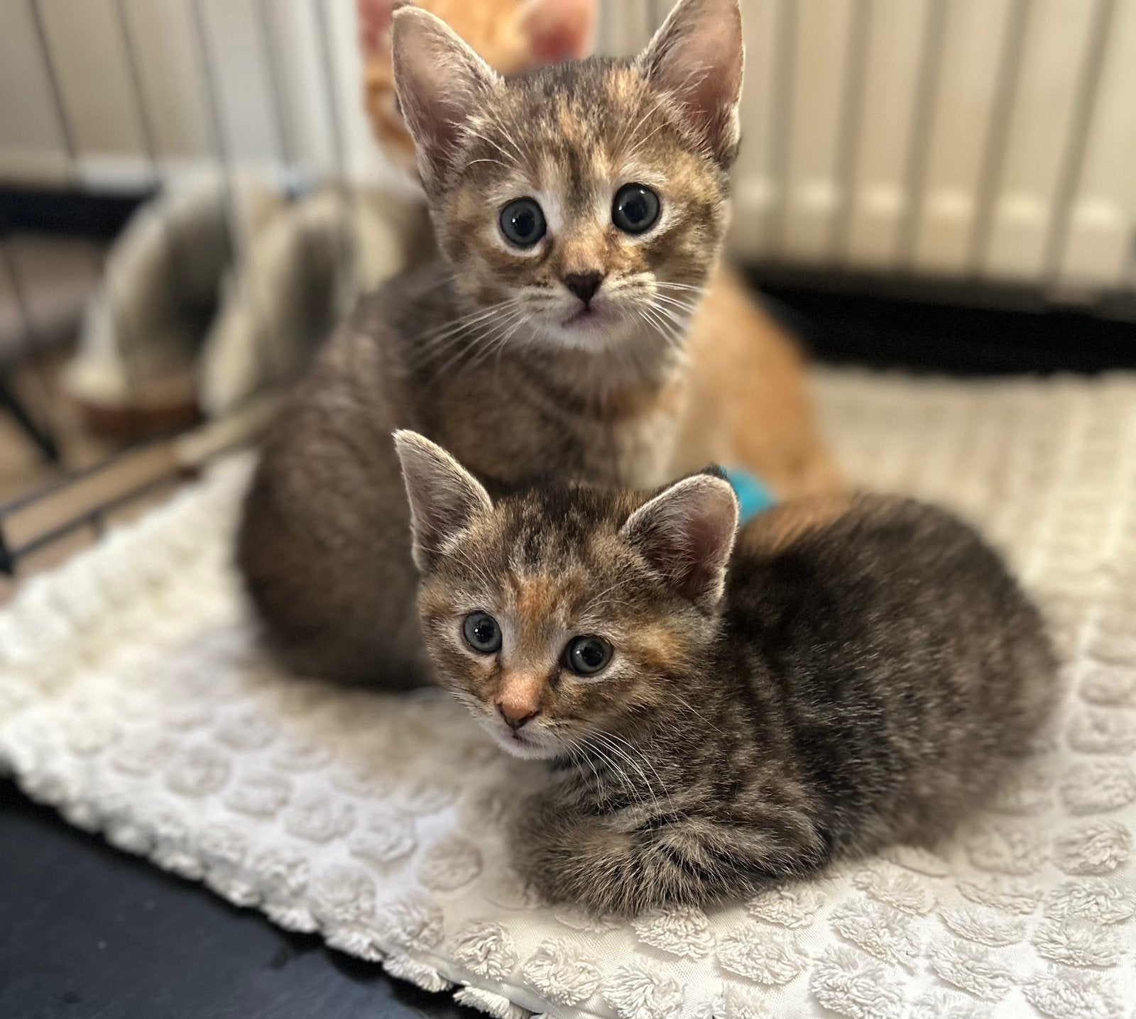 Mix kittens, Meerdere dieren, 0 tot 2 jaar