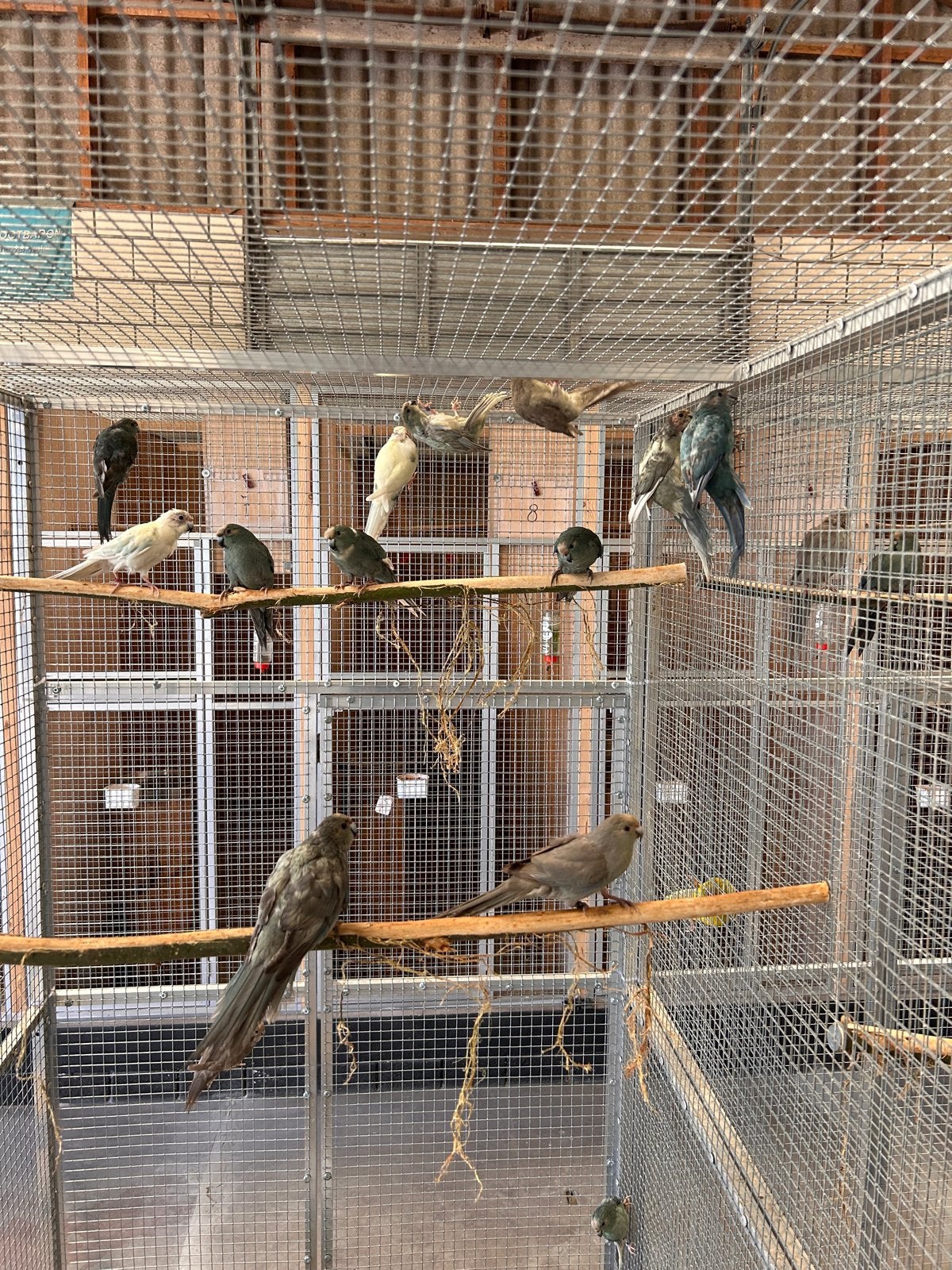 Kakariki, Dieren en Toebehoren, Meerdere dieren, Parkiet, Geringd