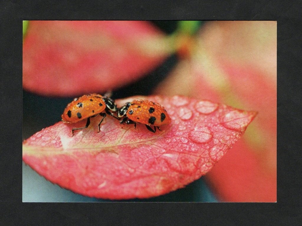 Lieveheersbeestjes Coccinellidae Insecten op Blad., Ophalen of Verzenden, 1980 tot heden, Ongelopen, Overige soorten