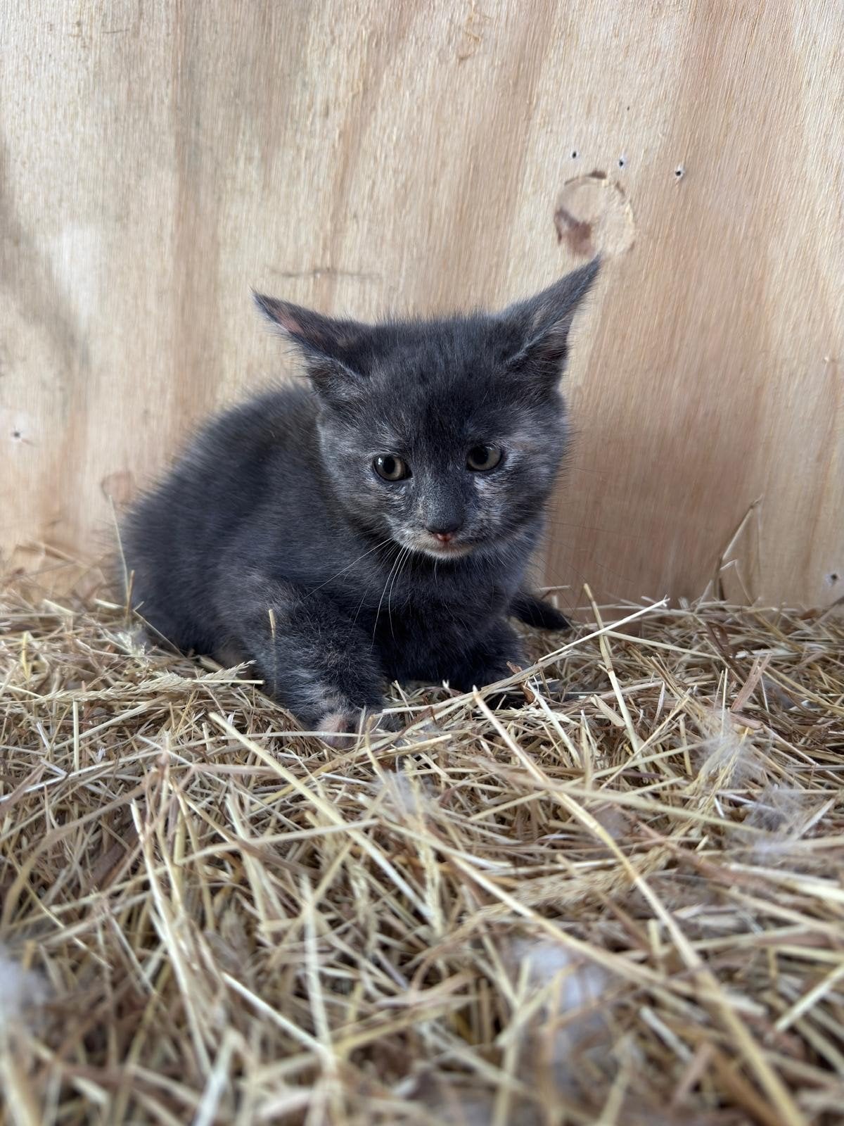 Kitten 2 vrouwtjes nog beschikbaar, Dieren en Toebehoren, Katten en Kittens | Raskatten | Korthaar, Poes