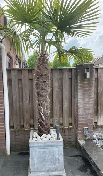 Palmboom, Tuin en Terras, Planten | Bomen, 100 tot 250 cm, Zomer, Palmboom, Ophalen