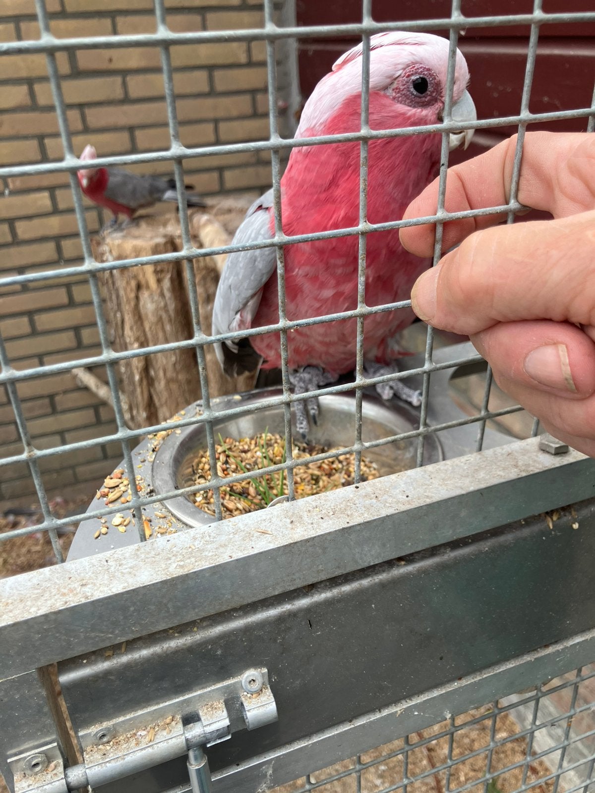 Rose kakatoes koppel, Meerdere dieren, Papegaai